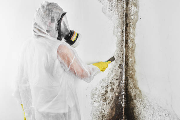 Best Residential Mold Remediation in Willimantic, CT