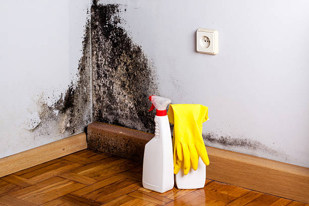 Best Basement Mold Remediation in Willimantic, CT